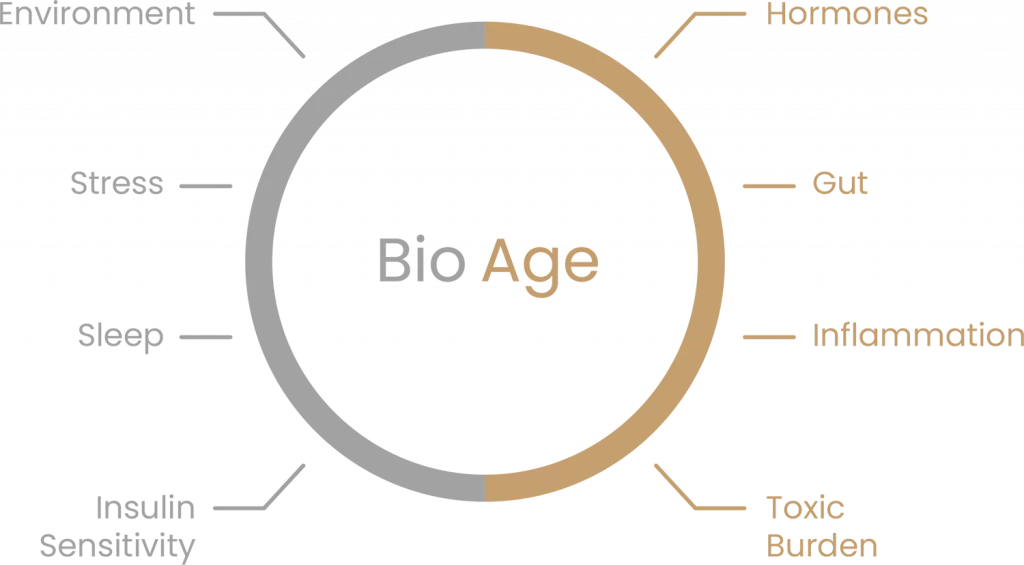 Biological clock